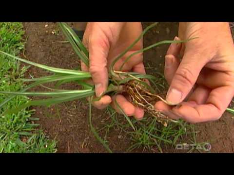 how to control purple nutsedge