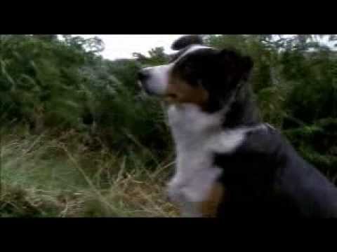 Pink Floyd Animals: Inspiration for Gates the Comic 0 Pink Floyd Animals: Inspiration for Gates the Comic