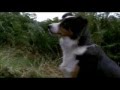 Animals - Pigs on the Wing [Part 2]