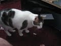 Cat Retriever