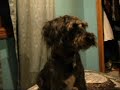 Asthmatic Dog Asthmatic Dog