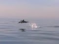 SKIFF FISHING CALIFORNIA-White SeaBass,Yellowtail,Threshers