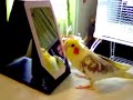 Dancing Cockatiel Dancing Cockatiel