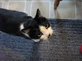 Brutis the cat