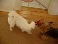 Japanese Chin video
