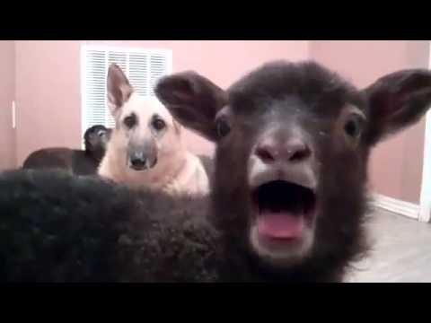lamb - Just a lamb saying yeah, ten hours version + WTF Dog NOTE: The content in this video stems from a parody of original home movie. This is merely a parody of p...