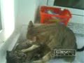 Cat FIGHT!!!