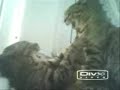 Cat FIGHT!!!