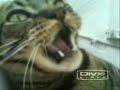 Cat FIGHT!!!