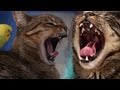 Cat FIGHT!!!