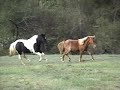 Flying Colors Miniature Horses