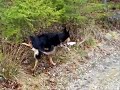 boston-dynamics-big-dog-new-video-mai-2008.html