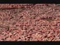 Mc Solaar - Jardin D eden