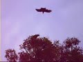 Crows attack Hawk eating baby crow