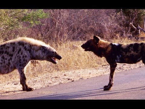 Standoff Between A Pack of Wild Dogs and Spotted Hyenas - Latest Wildlife Sightings