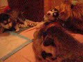 Alaskan Malamute Puppies 19 days