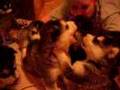 Alaskan Malamute video