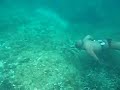 acecho al salmonete acecho al salmonete