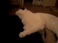 Gismo beim Miauen und Schmusen