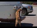 Detection Dog Training \"Passive Alert\"