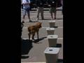 videos de Detection Dog Training 