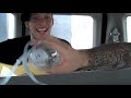 THE SWELLERS: Paramore Tour Update 2