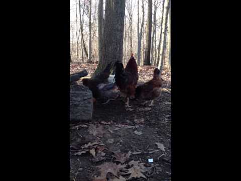 how to fertilize heather