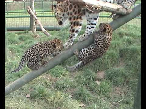 leopard cub