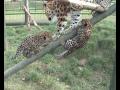 Amur leopard cubs