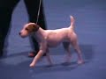 Parson Russell ring at Eukanuba Dog Show 2006