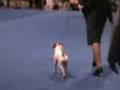 Parson Russell ring at Eukanuba Dog Show 2006
