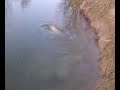 peche