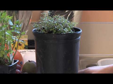 Indoor Gardening: Grow 50 Delectable Edibles In Your Home image