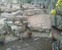 baboon
