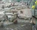 somersaulting baboon somersaulting baboon