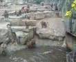 somersaulting baboon