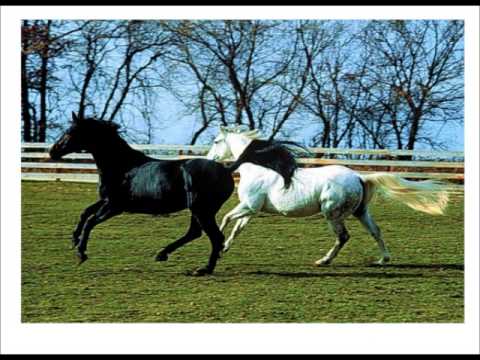 horses grand national