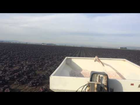 how to fertilize cabbage