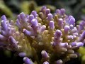 Acropora sp