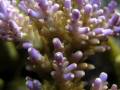 Acropora sp