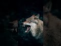 The Best 25 Cool Wolf Backgrounds