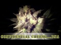 Click here to watch this video Harvest pics