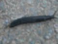 The Super Slug