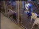 Rockingham Co. Pet Shelter Running Out of Room