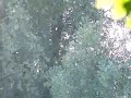 vliegend zaad onder bomen 2