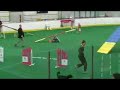 AKC World Team Tryouts Pyr Sheps Day 2