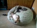 videos de Very tired Shih tzu puppies