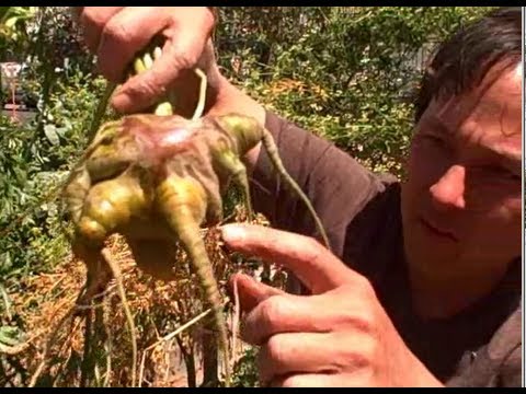 how to harvest seeds from a carrot