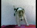 うたう犬動画