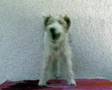 SHIVA, The Singing Dog: Happy Birthday